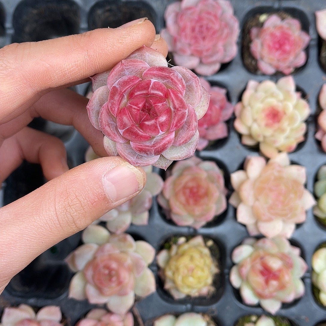 多肉一物一拍27-190