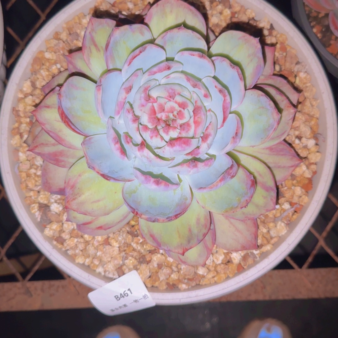 有***゛B461外翻惊鸿       