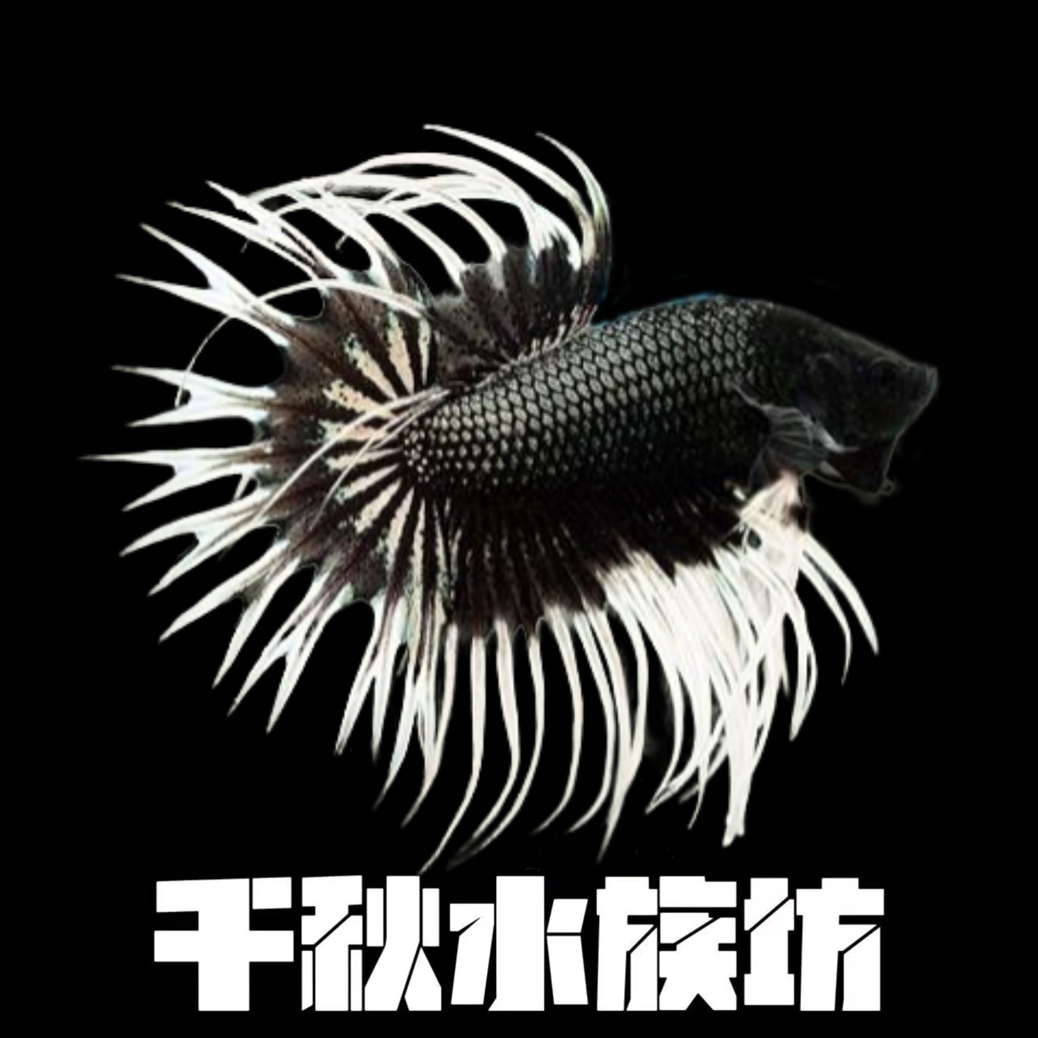 A9（193-216）斗鱼半月婚纱鱼好养耐活小型热带观赏鱼（直播间选鱼）