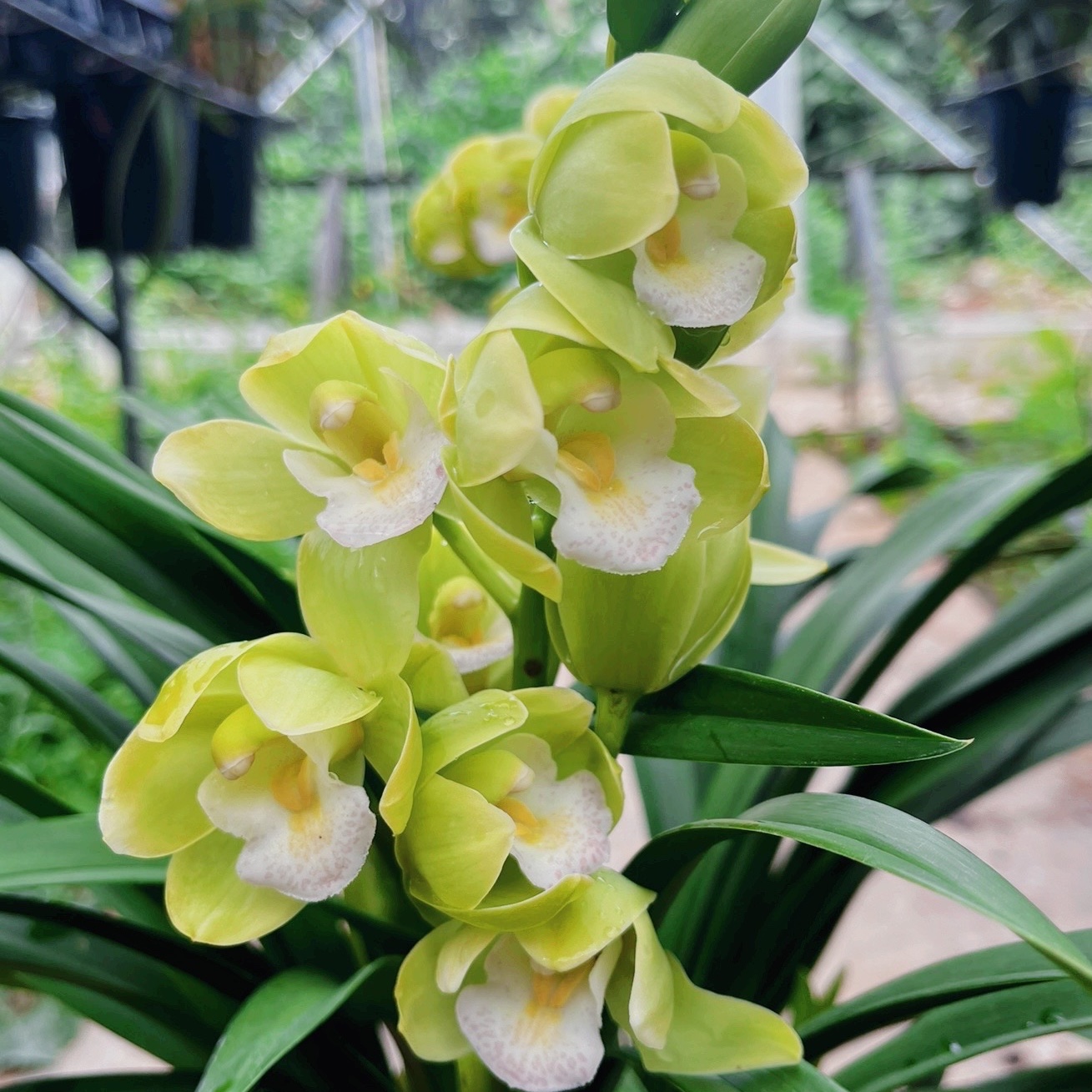 念兰新农人-青苹果】绿色惠兰 云南基地直发