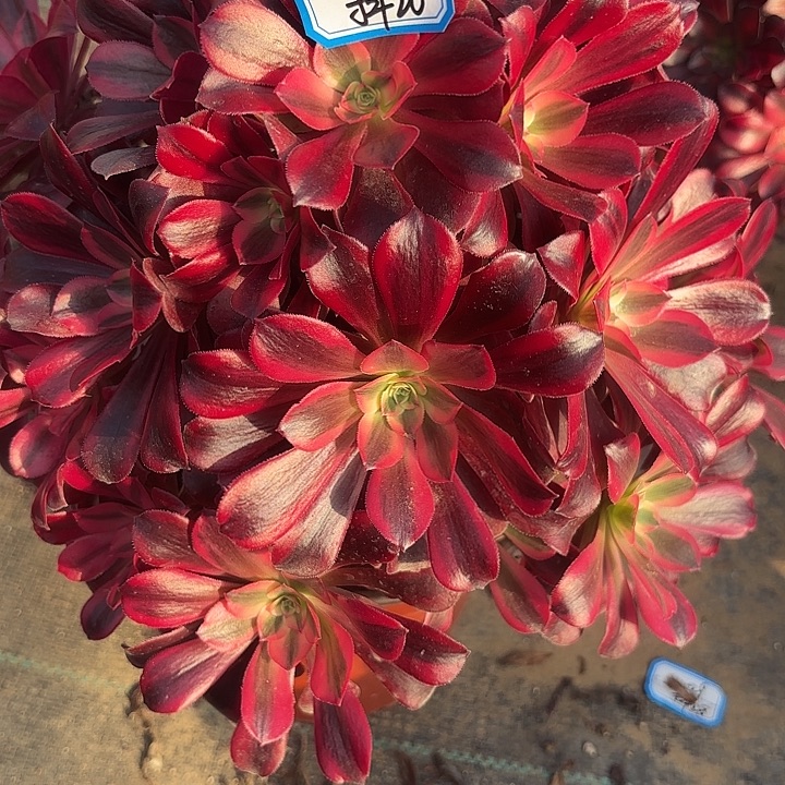 美杜莎有砍母本不包损20