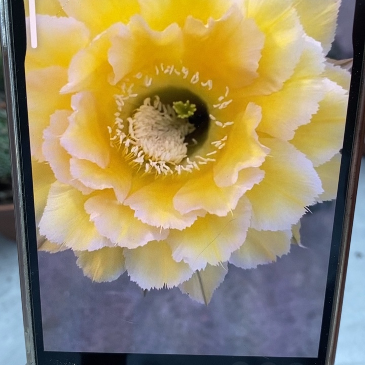 彩草新黄白侧芽5公分左右