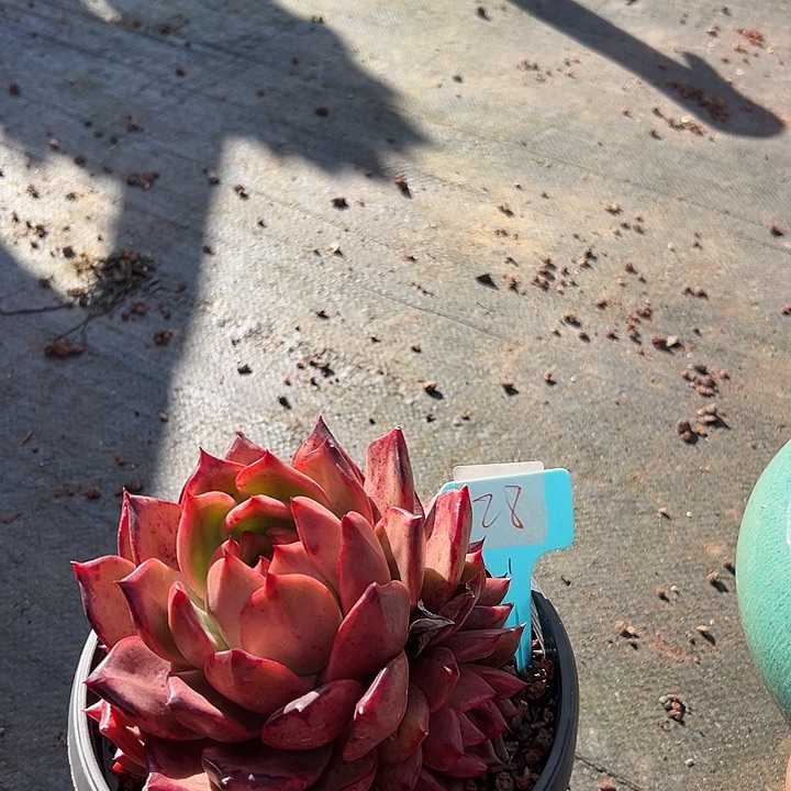 28罗刹一个多肉植物