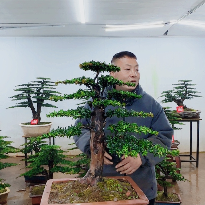 用***7无花朵盆景园林……