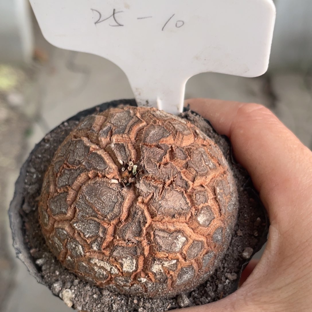 定养，龟甲龙5.5公分