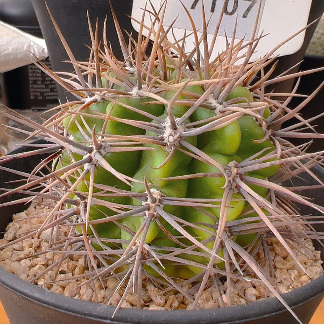 7107强刺恐冷丸实生裸根发货