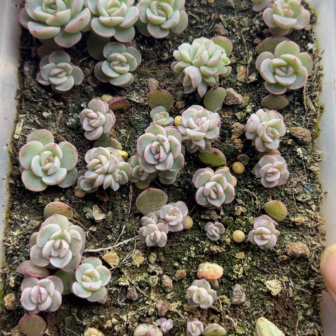 糖心多肉一物一拍58号