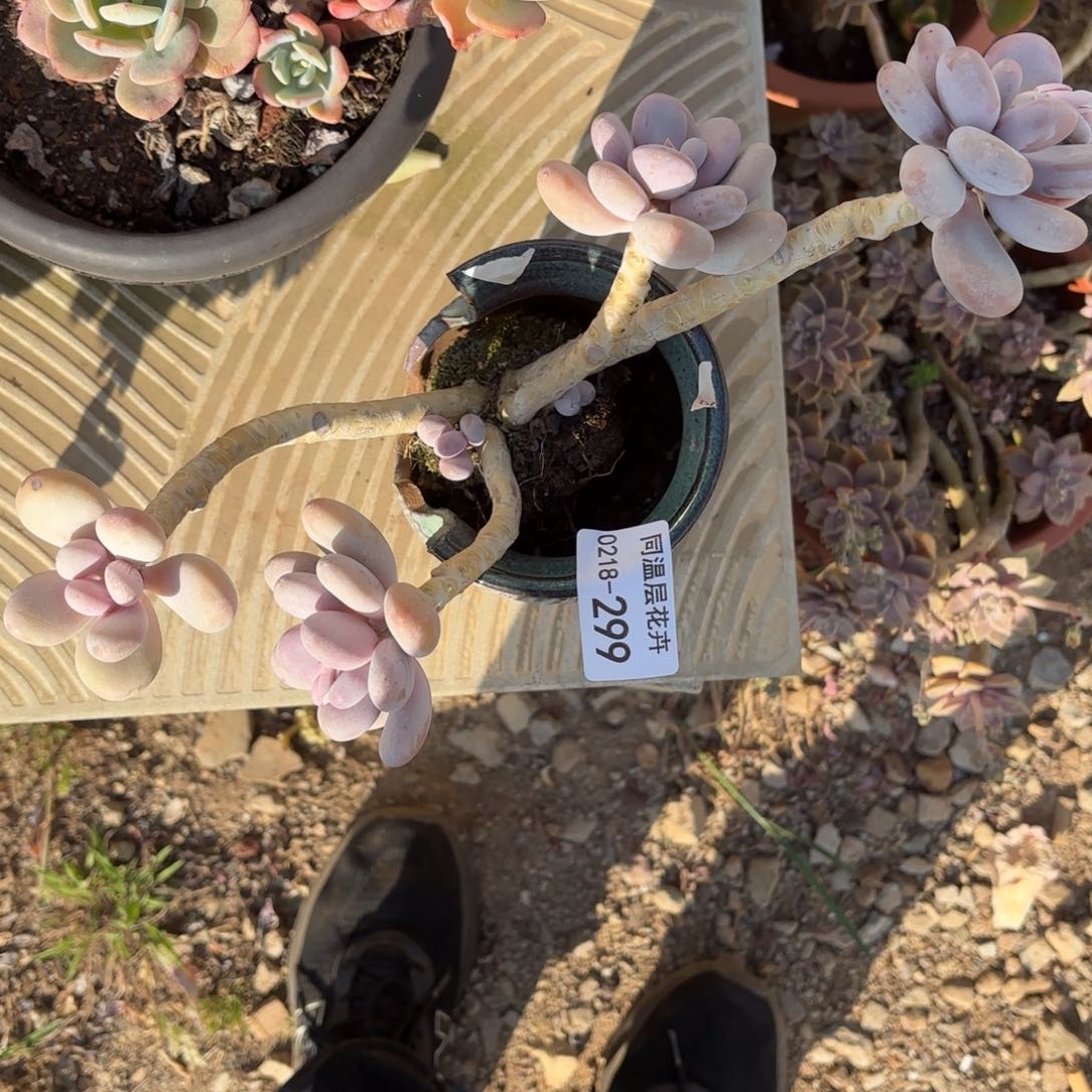 凌*薇同温层多肉299蛋黄奶