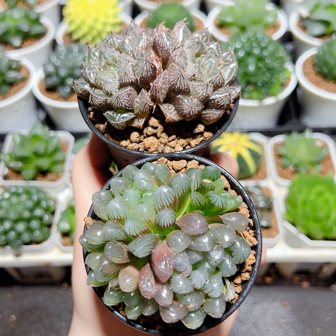 紫冰灯➕紫楼兰发货