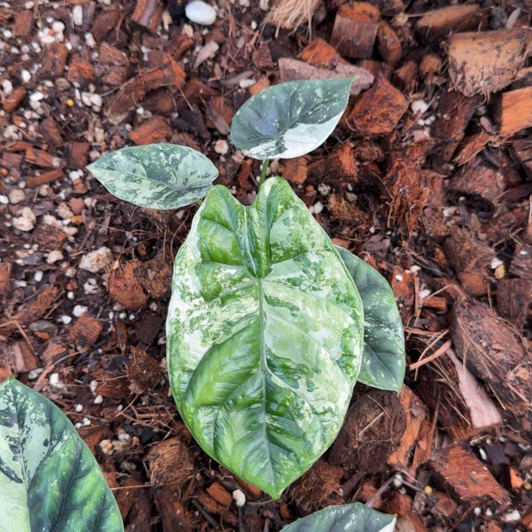 11-1123泰国发货海芋