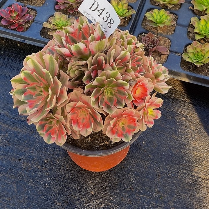 438粉女巫多肉法师锦