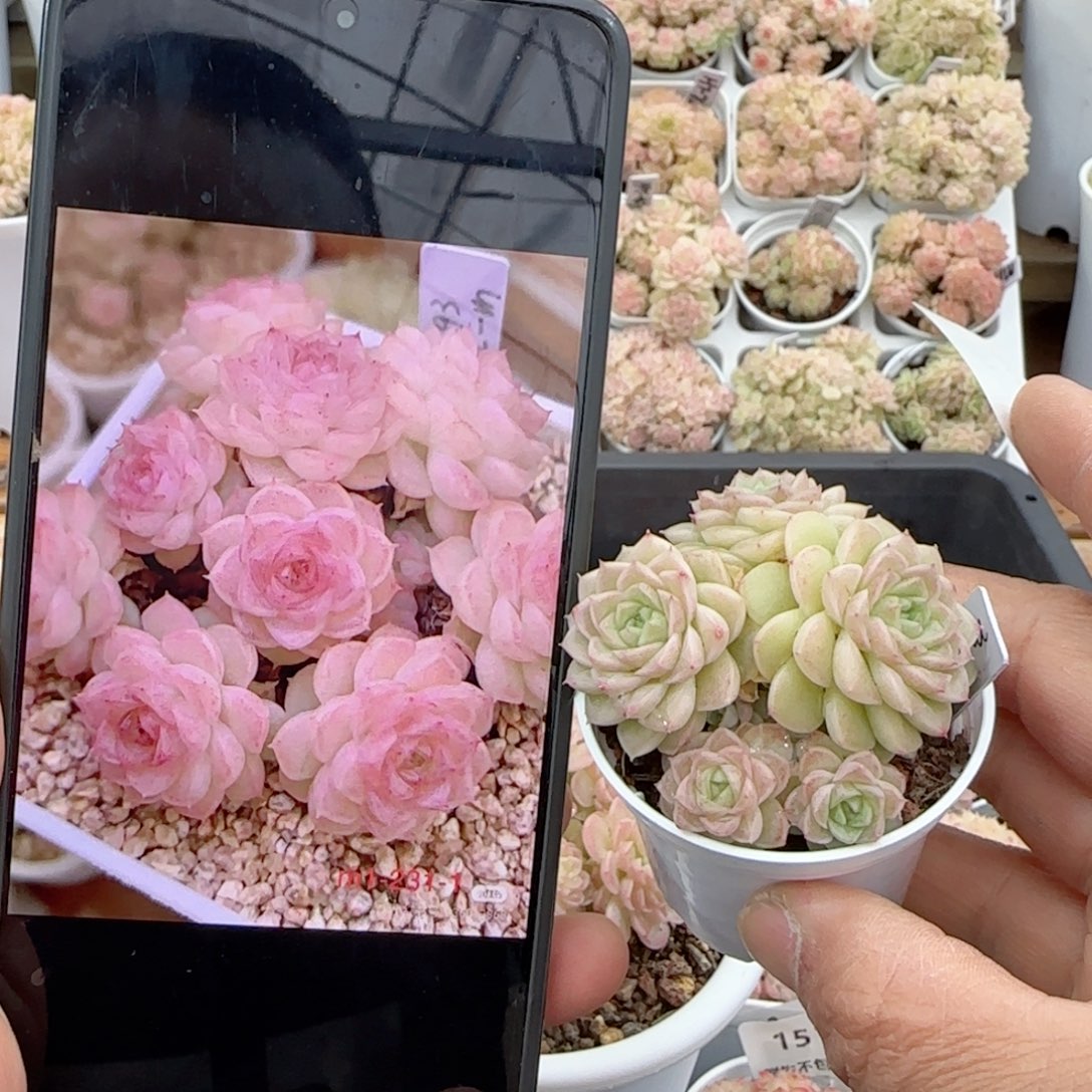 【闪购商品】0208-16（m1-231-1）