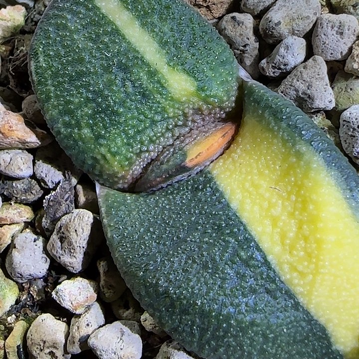 雅乐殿凸白釉卧牛锦实生