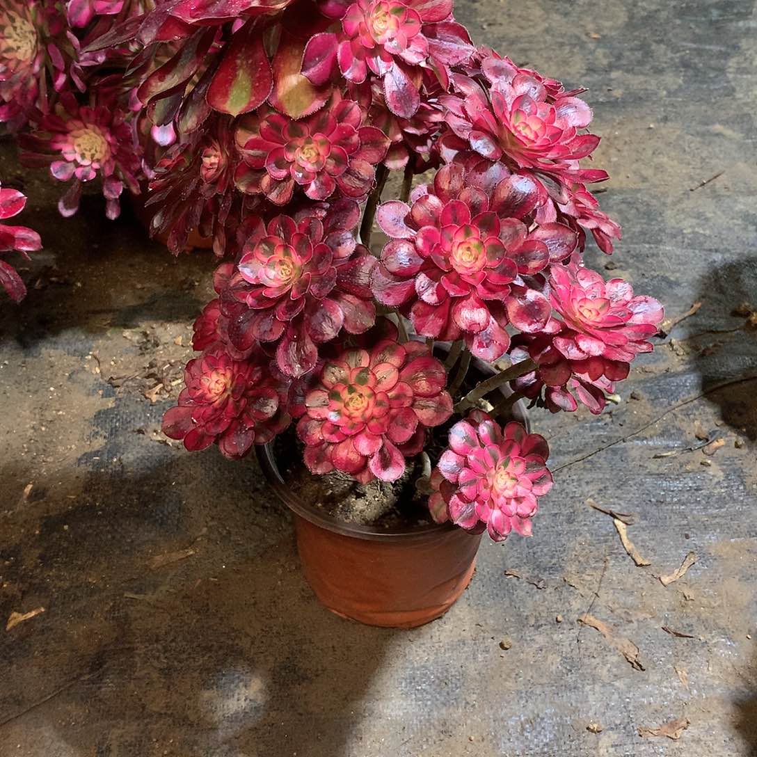 多肉多肉多肉多肉135