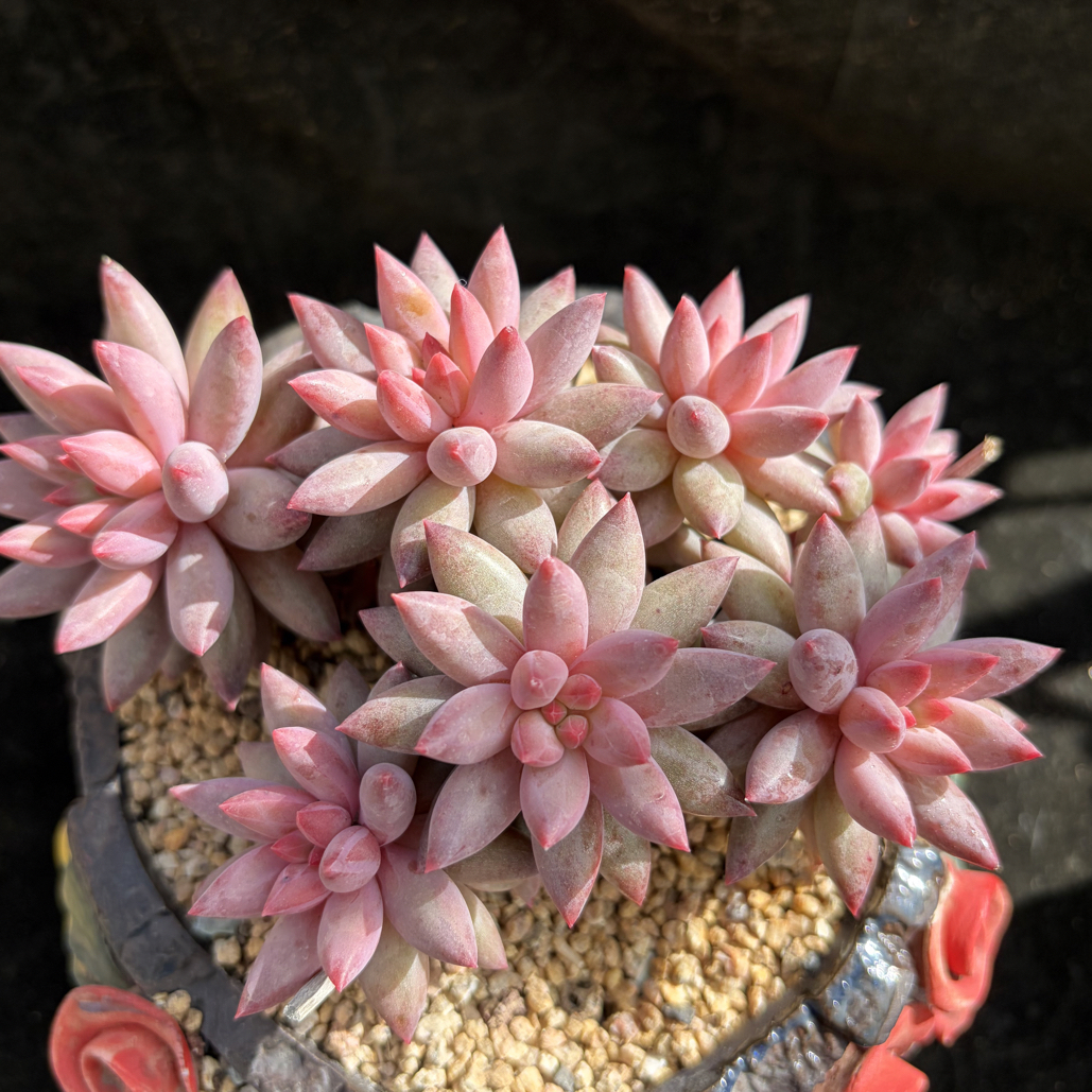 虞美人杂交美人系精品多肉