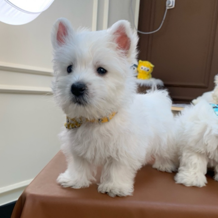 北京771西高地小狗直播专享链接指定狗狗编号3宠物直播间 狗狗