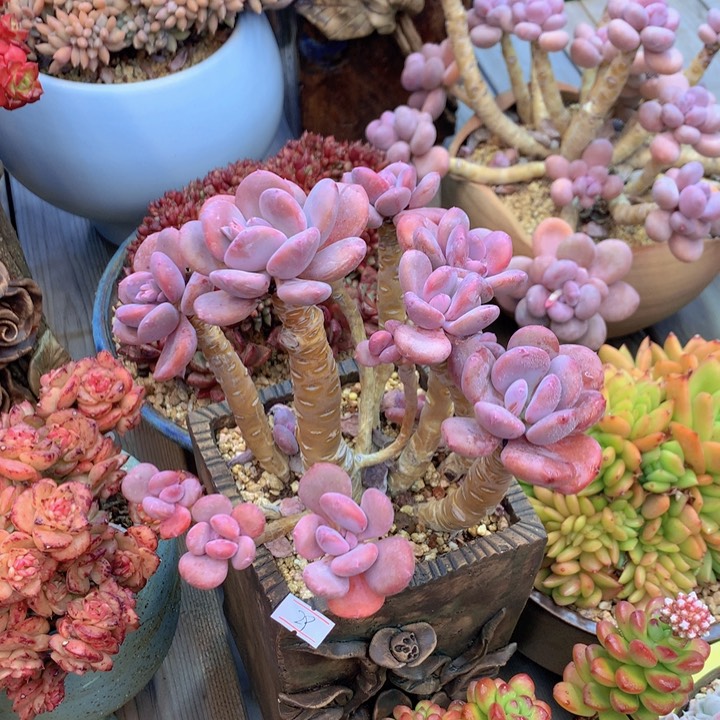 一物一拍脱土洛根发货29