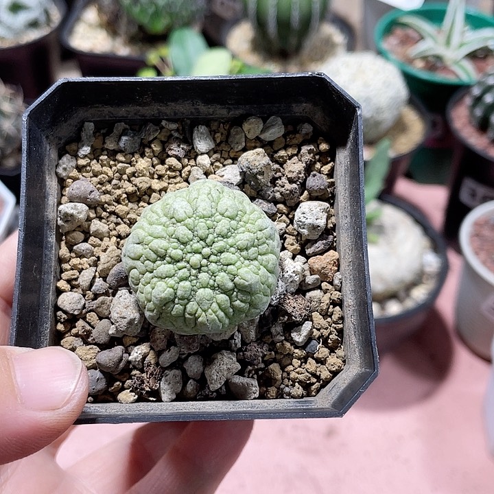106凝提玉仙人球