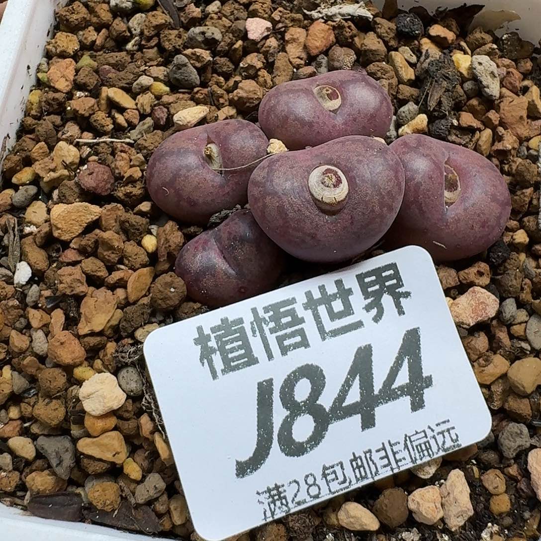 ****️多肉植物的润泽dgn