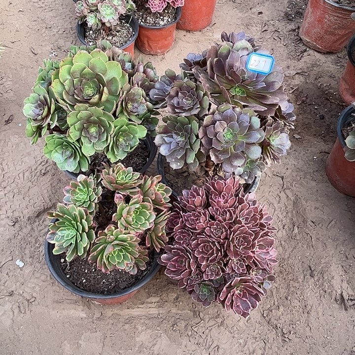 227多肉植物组合，