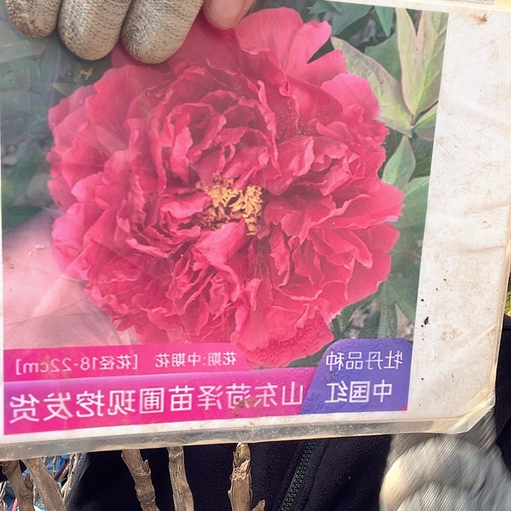 完全开放牡丹花中国红
