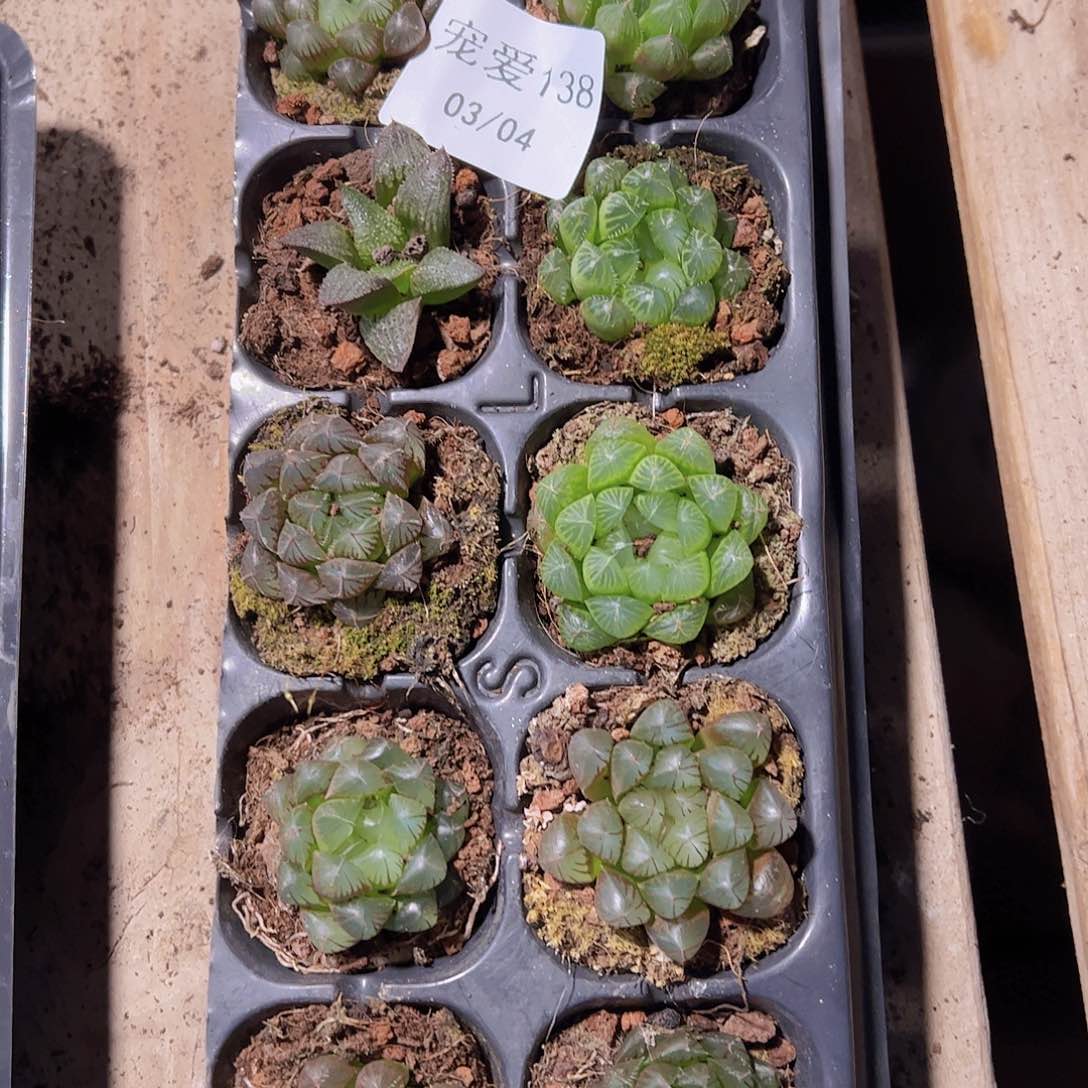 直播福利一物一拍138