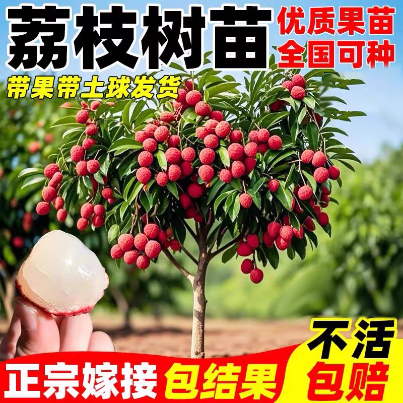 【无核荔枝】大号嫁接苗耐寒妃子笑桂味无核南北方庭院种植盆栽地栽