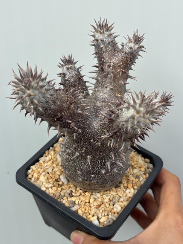 惠比大黑特黑皮老桩