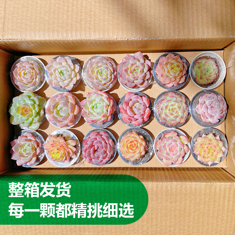《云南多肉植物批发》18颗满满一箱多肉植物含盆含土发货