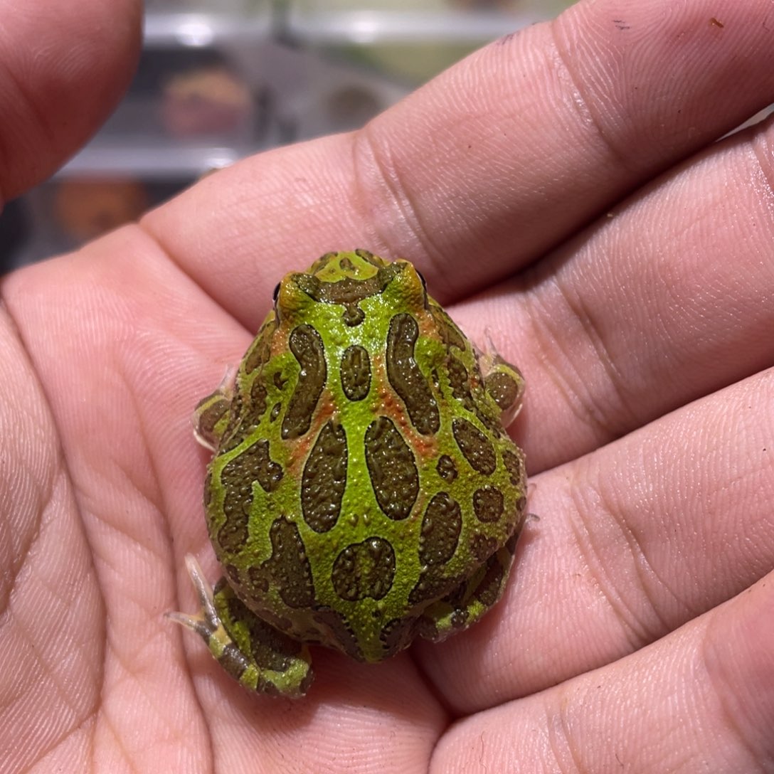 角蛙钟角绿全品 4 厘米