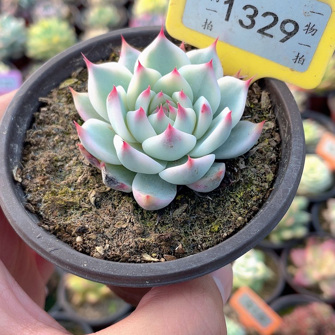 吉娃娃锦1329号多肉