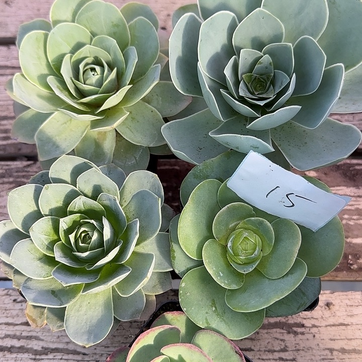 山地玫瑰一物一拍，带盆发15号