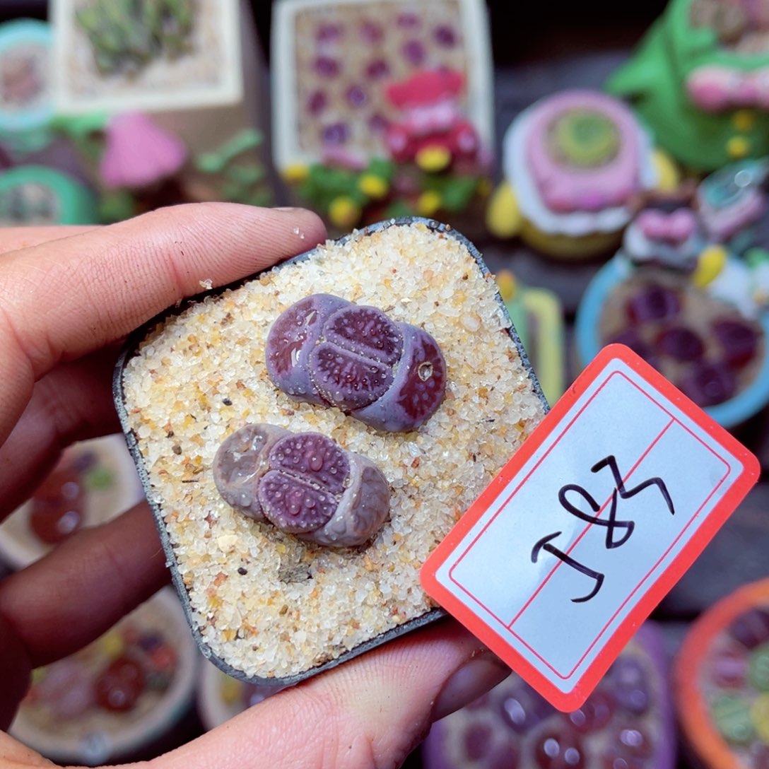 583生石花带盆发