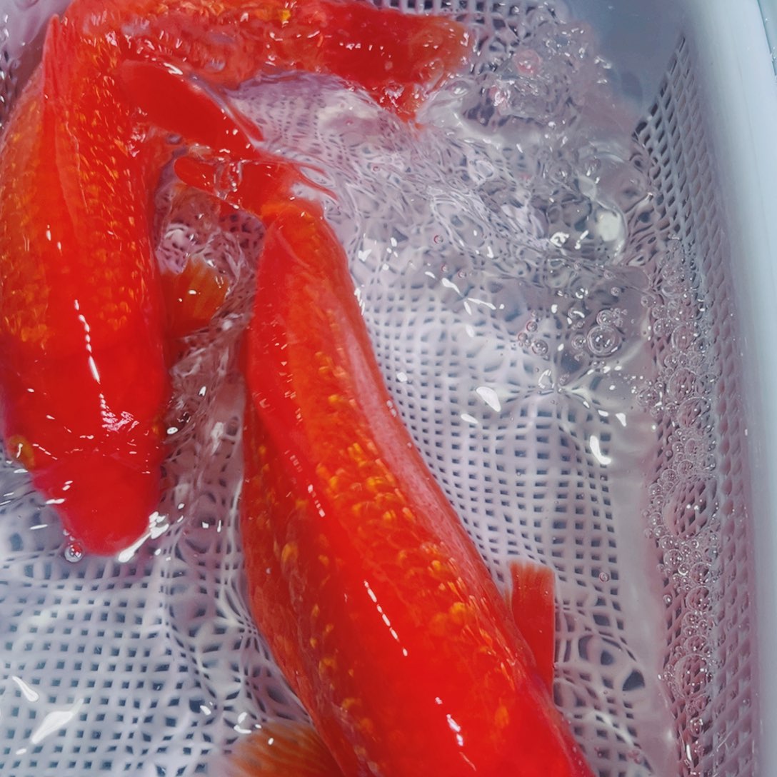 锦鲤锦鲤冷水鱼观赏