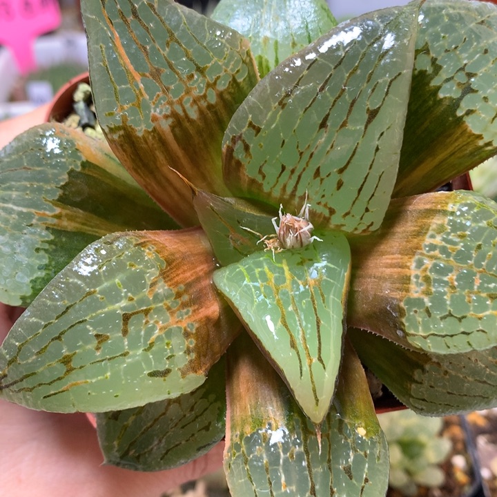 阿寒湖寿锦带盆土发货