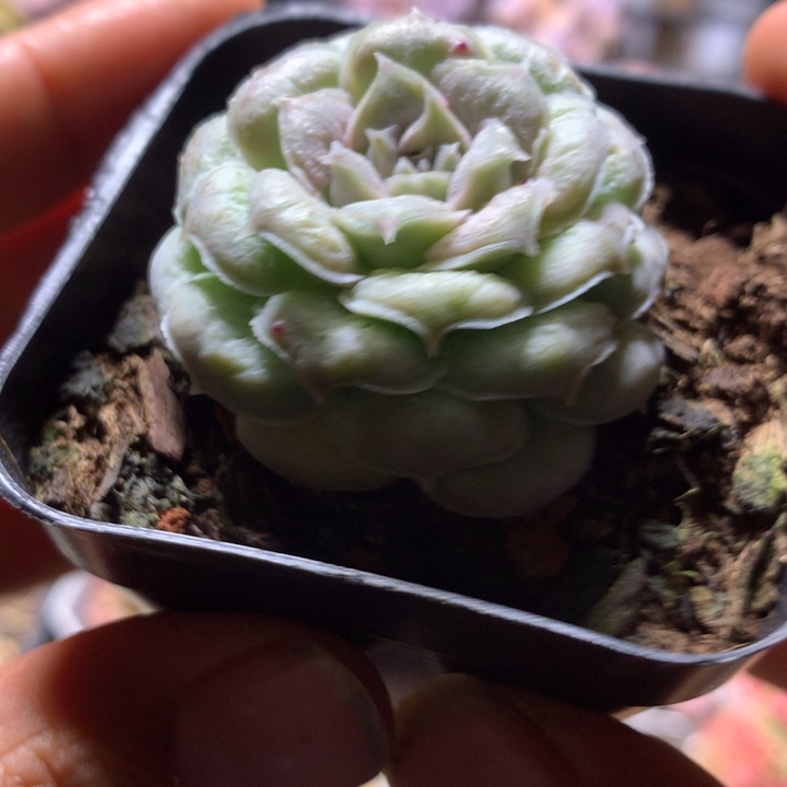 新品多肉一物一拍