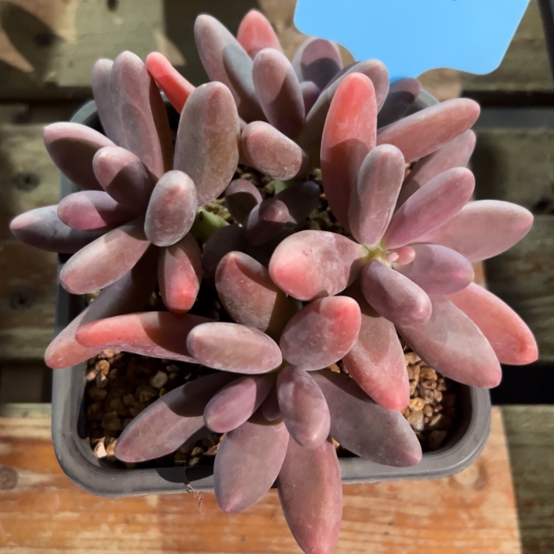 上***调350112-34糖果