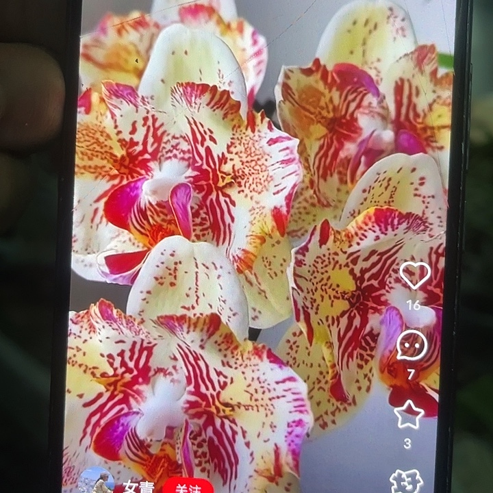 当前无花栽培后可以开花麒麟