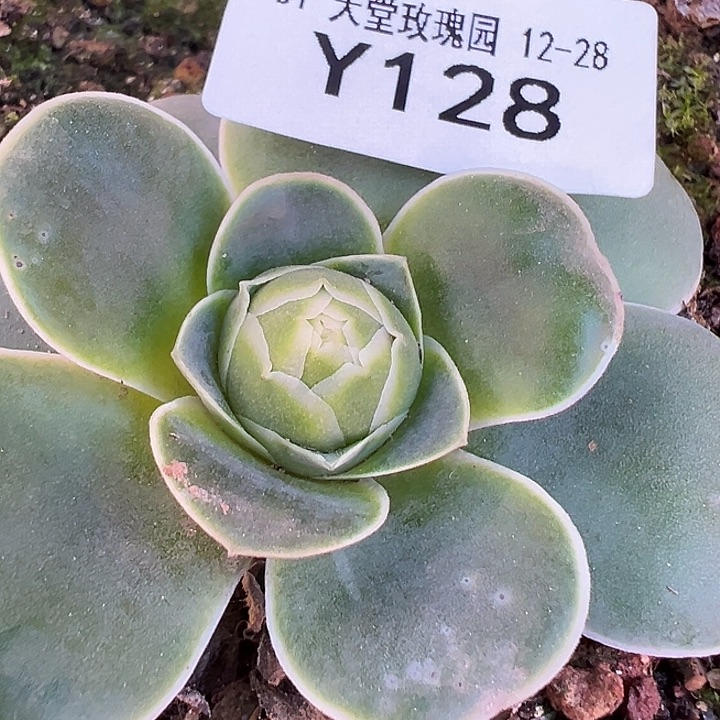 F***1杨128 自留不知名