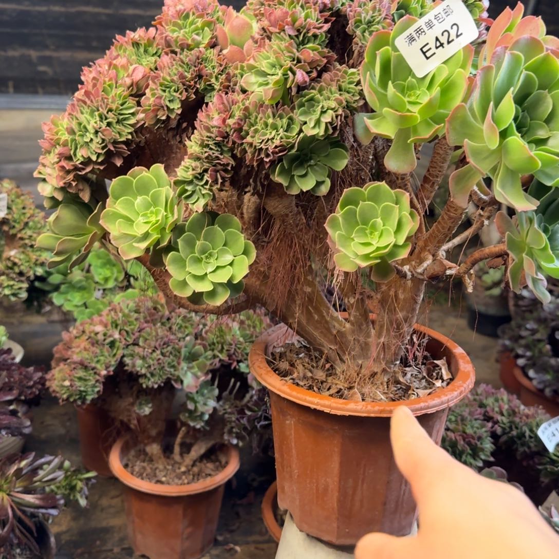 422玫瑰缀花法师多肉