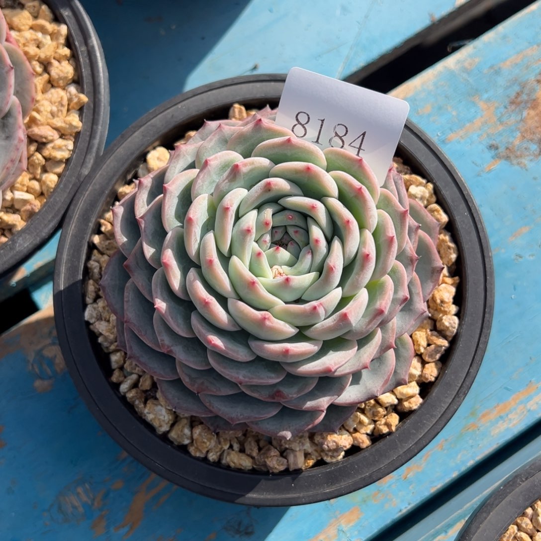 空*树8184多肉多多多多多