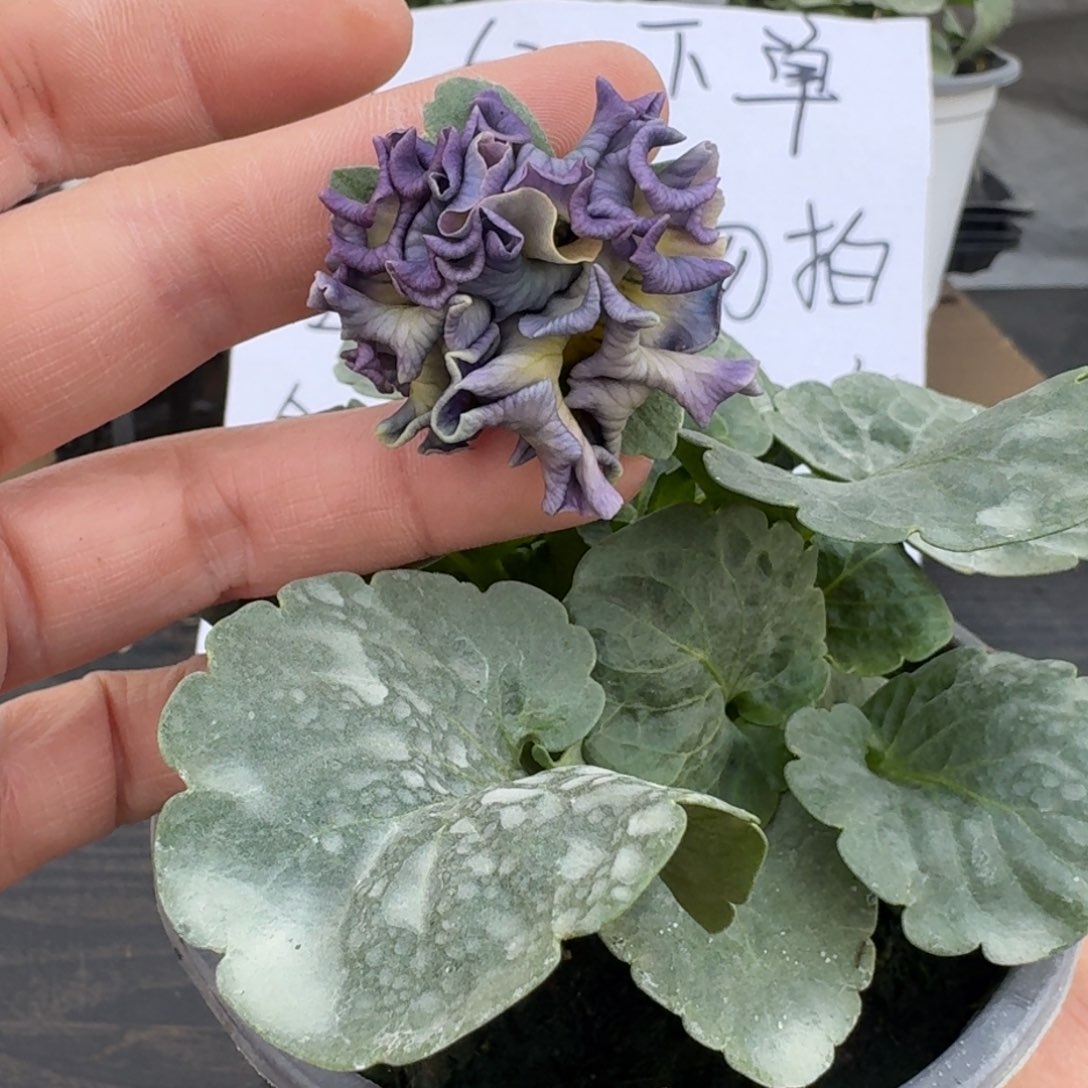 全部花朵529号981