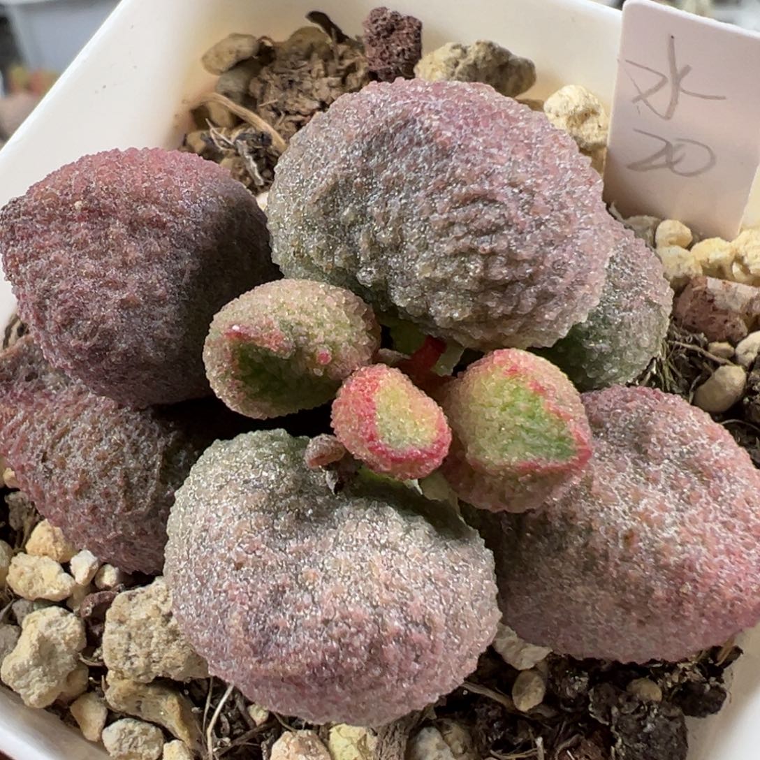 w水蜜桃多肉植物水泡