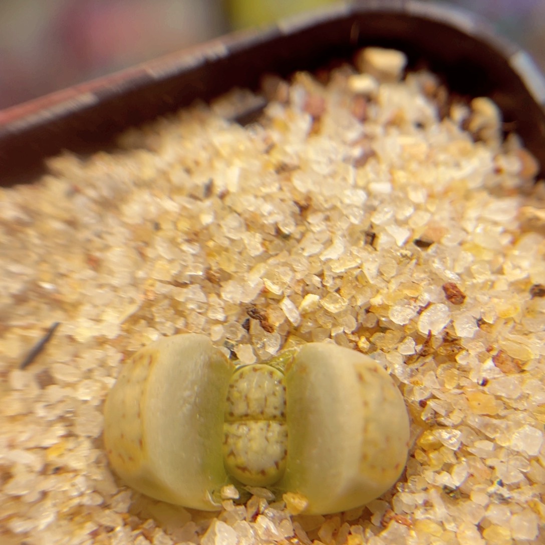 28.9。888888888888888