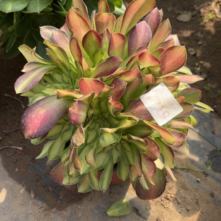 韶华多肉法师2719