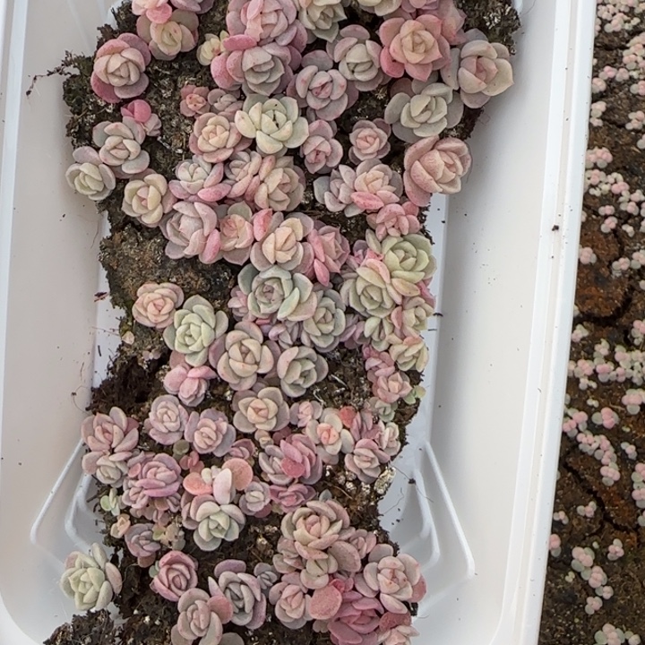 小***帽21号王者系列种播苗一盒