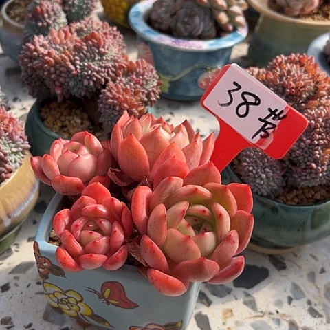 38麦单娜一个带盆多肉