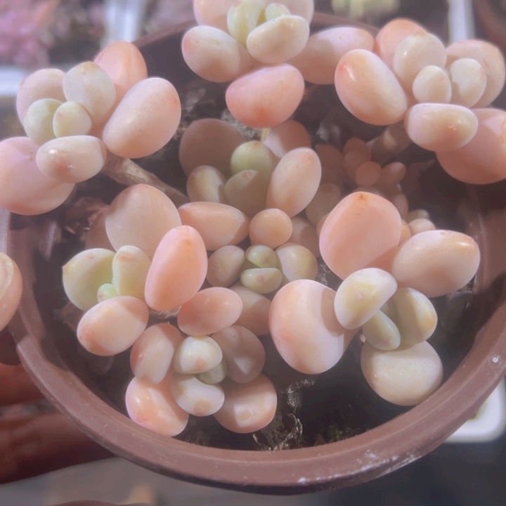 老庄子红洛神精品多肉植物