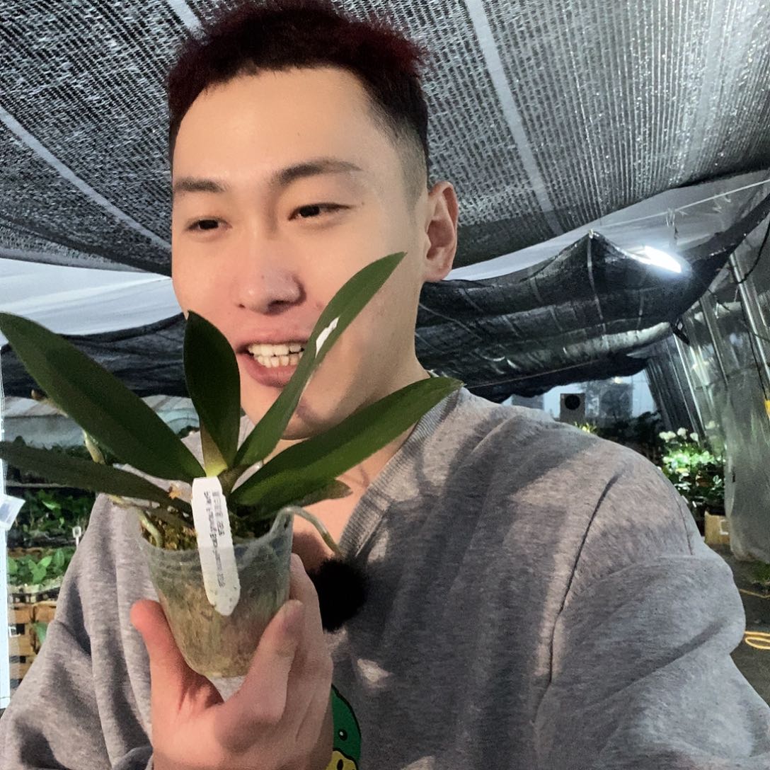 无花朵黑白郎君蝴蝶兰