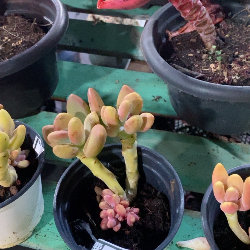 【闪购商品】芒果奶12109